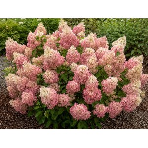 Hortenzia metlinatá (Hydrangea paniculata) ‘PINK DIAMOND’ - výška 20-30 cm, kont. C2L 